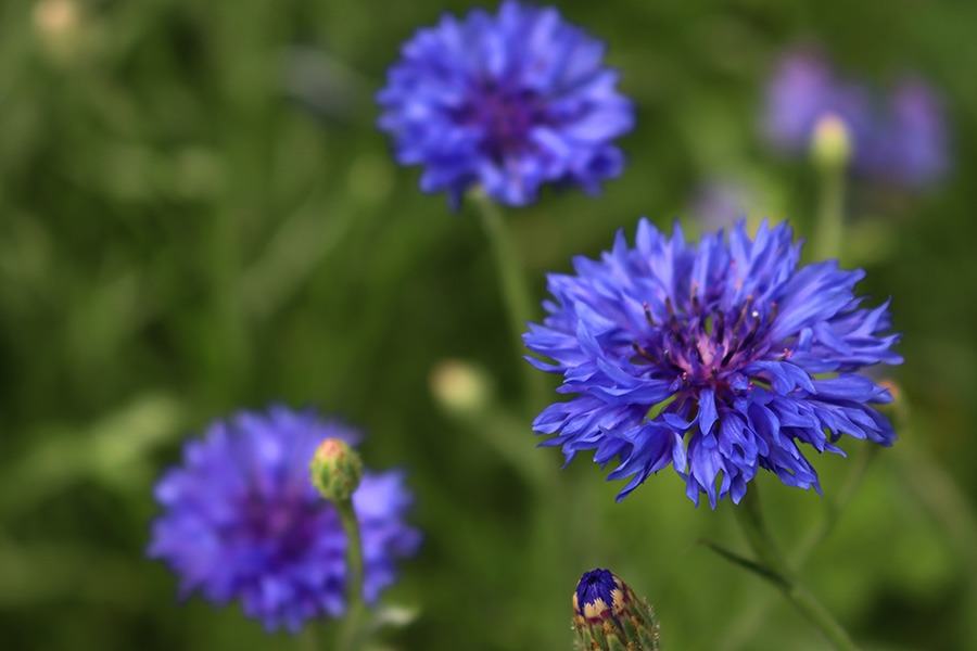 pluktuin bloemen plukbloemen bloemen pluk tuin pluk tuin bloemen plukbloem bloemen voor pluktuin boeket plukbloemen boeket uit eigen tuin border plukbloemen eigen pluktuin maken mooie plukbloemen pioenrozen pluktuin plukbloemen in de tuin plukbloemen in eigen tuin plukbloemen in tuin plukbloemen tuin plukbloemen voor in de tuin Korenbloem paarse plukbloemen