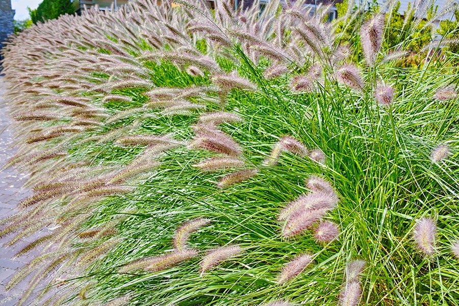 pluktuin bloemen plukbloemen bloemen pluk tuin pluk tuin bloemen plukbloem bloemen voor pluktuin boeket plukbloemen boeket uit eigen tuin border plukbloemen eigen pluktuin maken mooie plukbloemen pioenrozen pluktuin plukbloemen in de tuin plukbloemen in eigen tuin plukbloemen in tuin plukbloemen tuin plukbloemen voor in de tuin siergras Pennisetum