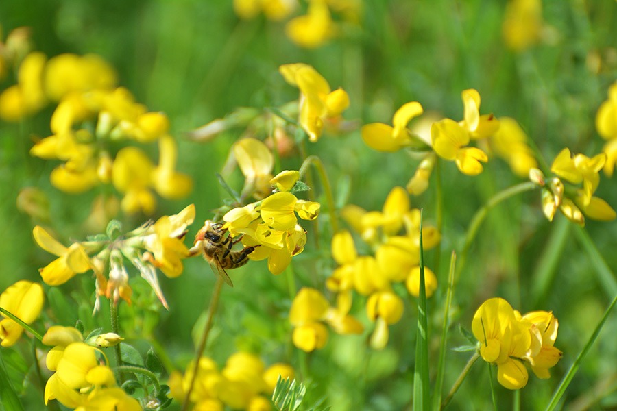 pluktuin bloemen plukbloemen bloemen pluk tuin pluk tuin bloemen plukbloem bloemen voor pluktuin boeket plukbloemen boeket uit eigen tuin border plukbloemen eigen pluktuin maken mooie plukbloemen pioenrozen pluktuin plukbloemen in de tuin plukbloemen in eigen tuin plukbloemen in tuin plukbloemen tuin plukbloemen voor in de tuin gele plukbloemen rolklaver