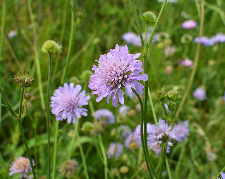 pluktuin bloemen plukbloemen bloemen pluk tuin pluk tuin bloemen plukbloem bloemen voor pluktuin boeket plukbloemen boeket uit eigen tuin border plukbloemen eigen pluktuin maken mooie plukbloemen pioenrozen pluktuin plukbloemen in de tuin plukbloemen in eigen tuin plukbloemen in tuin plukbloemen tuin plukbloemen voor in de tuin paarse plukbloem Scabiosa