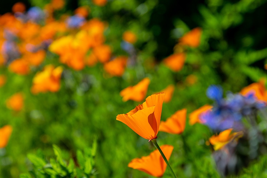 pluktuin bloemen plukbloemen bloemen pluk tuin pluk tuin bloemen plukbloem bloemen voor pluktuin boeket plukbloemen boeket uit eigen tuin border plukbloemen eigen pluktuin maken mooie plukbloemen pioenrozen pluktuin plukbloemen in de tuin plukbloemen in eigen tuin plukbloemen in tuin plukbloemen tuin plukbloemen voor in de tuin Oranje plukbloem slaapmutsje