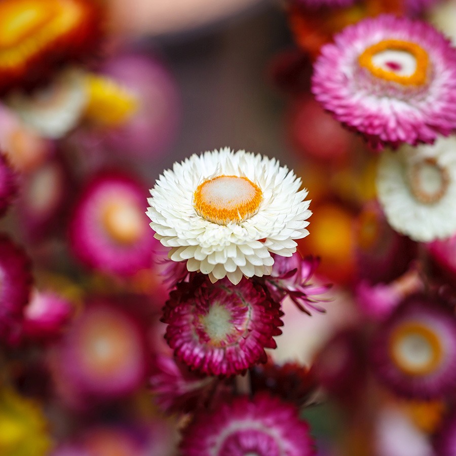 pluktuin bloemen plukbloemen bloemen pluk tuin pluk tuin bloemen plukbloem bloemen voor pluktuin boeket plukbloemen boeket uit eigen tuin strobloemen