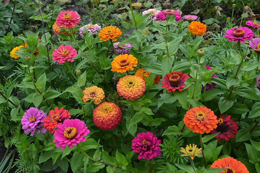 pluktuin bloemen plukbloemen bloemen pluk tuin pluk tuin bloemen plukbloem bloemen voor pluktuin boeket plukbloemen boeket uit eigen tuin border plukbloemen eigen pluktuin maken mooie plukbloemen pioenrozen pluktuin plukbloemen in de tuin plukbloemen in eigen tuin plukbloemen in tuin plukbloemen tuin plukbloemen voor in de tuin gekleurde bloemen zinnia's