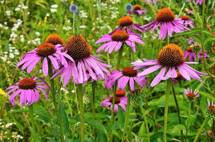 pluktuin bloemen plukbloemen bloemen pluk tuin pluk tuin bloemen plukbloem bloemen voor pluktuin boeket plukbloemen boeket uit eigen tuin border plukbloemen eigen pluktuin maken mooie plukbloemen pioenrozen pluktuin plukbloemen in de tuin plukbloemen in eigen tuin plukbloemen in tuin plukbloemen tuin plukbloemen voor in de tuin Roze pluktuin bloemen zonnehoed