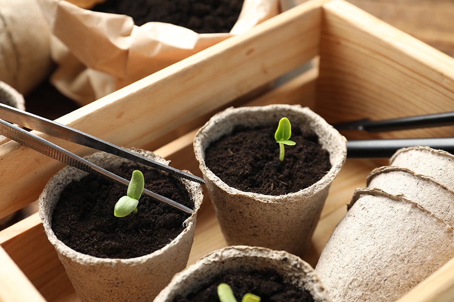 voorzaaien binnen voorzaaien groenten voorzaaien groenten voorzaaien binnenshuis zaaien makkelijke moestuin voorzaaien moestuin voorzaaien moestuin voorzaaien maart strobloemen voorzaaien voorzaai bakjes voorzaai bakken voorzaai potjes voorzaaien binnen voorzaaien hoe doe je dat voorzaaien in huis voorzaaien in maart voorzaaien tips voorzaaien vensterbank zaadjes binnen voorzaaien zaaien in koude bak voorzaaien bloemen bloemen binnen voorzaaien bloemen voorzaaien bloemen voorzaaien februari bloemen voorzaaien maart