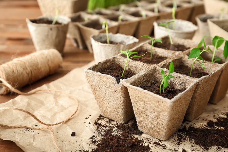 voorzaaien binnen voorzaaien groenten voorzaaien groenten voorzaaien binnenshuis zaaien makkelijke moestuin voorzaaien moestuin voorzaaien moestuin voorzaaien maart strobloemen voorzaaien voorzaai bakjes voorzaai bakken voorzaai potjes voorzaaien binnen voorzaaien hoe doe je dat voorzaaien in huis voorzaaien in maart voorzaaien tips voorzaaien vensterbank zaadjes binnen voorzaaien zaaien in koude bak voorzaaien bloemen bloemen binnen voorzaaien bloemen voorzaaien bloemen voorzaaien februari bloemen voorzaaien maart