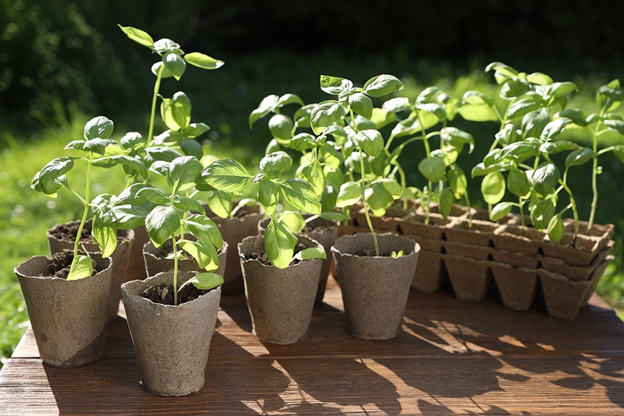 voorzaaien binnen voorzaaien groenten voorzaaien groenten voorzaaien binnenshuis zaaien makkelijke moestuin voorzaaien moestuin voorzaaien moestuin voorzaaien maart strobloemen voorzaaien voorzaai bakjes voorzaai bakken voorzaai potjes voorzaaien binnen voorzaaien hoe doe je dat voorzaaien in huis voorzaaien in maart voorzaaien tips voorzaaien vensterbank zaadjes binnen voorzaaien zaaien in koude bak voorzaaien bloemen bloemen binnen voorzaaien bloemen voorzaaien bloemen voorzaaien februari bloemen voorzaaien maart