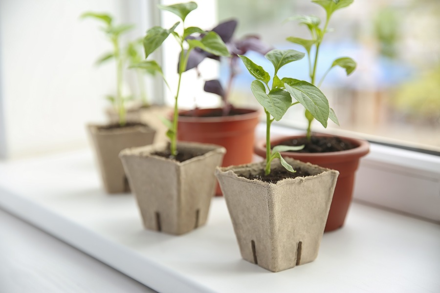 voorzaaien binnen voorzaaien groenten voorzaaien groenten voorzaaien binnenshuis zaaien makkelijke moestuin voorzaaien moestuin voorzaaien moestuin voorzaaien maart strobloemen voorzaaien voorzaai bakjes voorzaai bakken voorzaai potjes voorzaaien binnen voorzaaien hoe doe je dat voorzaaien in huis voorzaaien in maart voorzaaien tips voorzaaien vensterbank zaadjes binnen voorzaaien zaaien in koude bak voorzaaien bloemen bloemen binnen voorzaaien bloemen voorzaaien bloemen voorzaaien februari bloemen voorzaaien maart