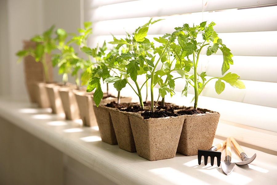 voorzaaien binnen voorzaaien groenten voorzaaien groenten voorzaaien binnenshuis zaaien makkelijke moestuin voorzaaien moestuin voorzaaien moestuin voorzaaien maart strobloemen voorzaaien voorzaai bakjes voorzaai bakken voorzaai potjes voorzaaien binnen voorzaaien hoe doe je dat voorzaaien in huis voorzaaien in maart voorzaaien tips voorzaaien vensterbank zaadjes binnen voorzaaien zaaien in koude bak voorzaaien bloemen bloemen binnen voorzaaien bloemen voorzaaien bloemen voorzaaien februari bloemen voorzaaien maart