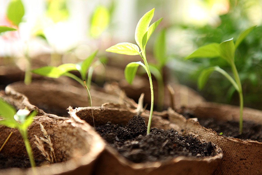 Voorzaaien voorzaaien binnen voorzaaien bloemen voorzaaien planten voorzaaien moestuin voorzaaien plukbloemen